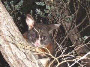 Marauding possum at Royd's tent - photo Royd Bussell